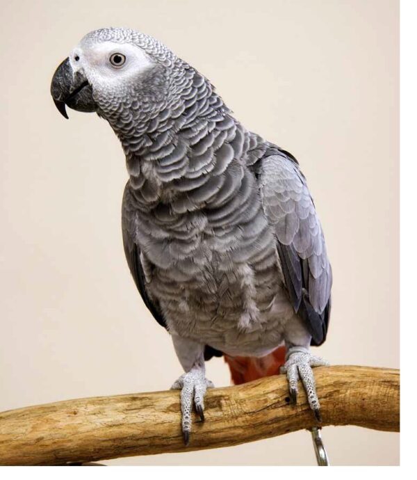 African Grey Congo Parrots For Sale Online - Live Parrots
