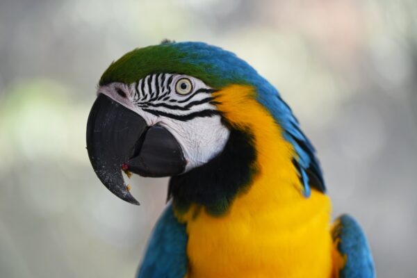 Blue and Gold Macaw Parrots For Sale Online - Live Parrots