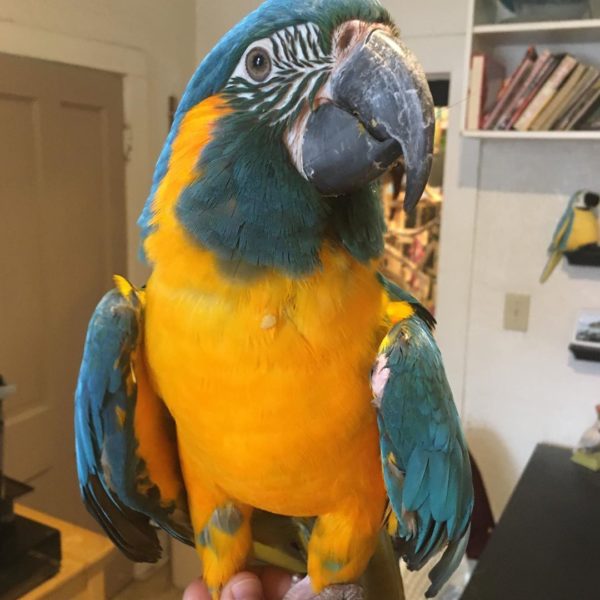 Blue Throated Macaw Parrots For Sale Online - Live Parrots