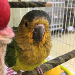 Brown Throated Conure Parrots For Sale Online - Live Parrots