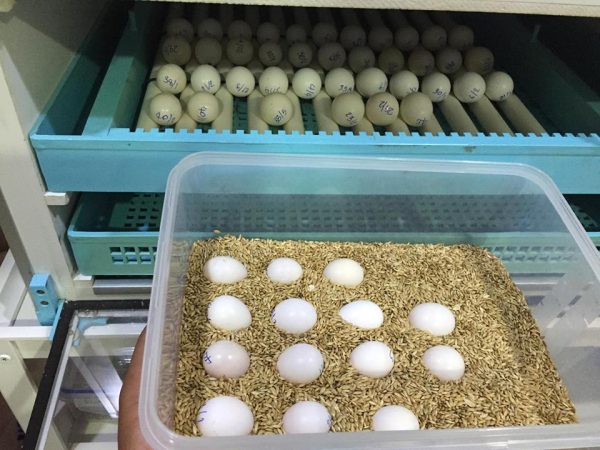 Buy African Grey Parrot Eggs – USA, Canada & UK Shipping