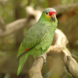 Buy Amazon Parrots For Sale Online - Live Parrots