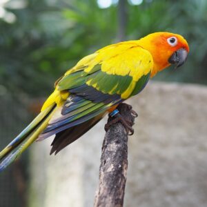 Buy Conure Parrots For Sale Online - Live Parrots