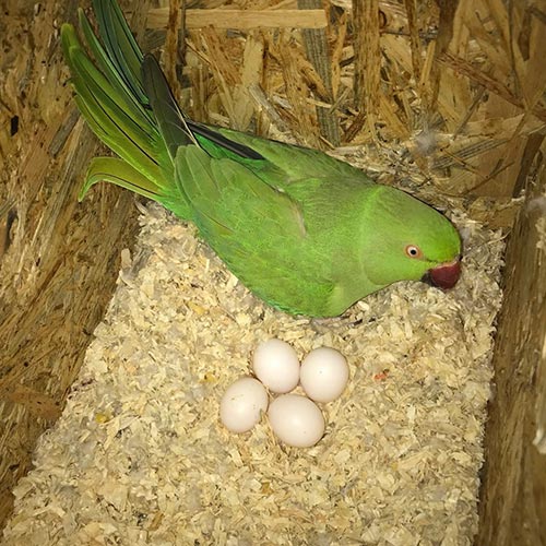 Buy Fertile Lovebird Parrot Eggs Online | Guaranteed Hatch