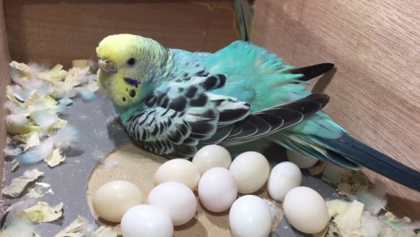 Buy Fertile Parakeet Eggs Online