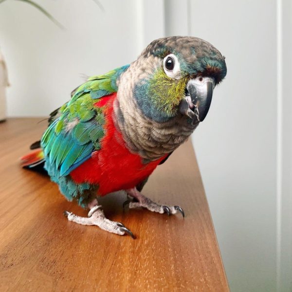 Crimson Bellied Conure Parrots For Sale Online - Live Parrots Crimson Bellied Conure Parrots For Sale Online - Live Parrots