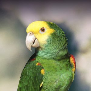 Double Yellow Headed Amazon Parrots For Sale Online - Live Parrots