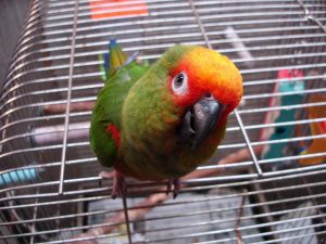 Gold Capped Conure Parrots For Sale Online - Live Parrots