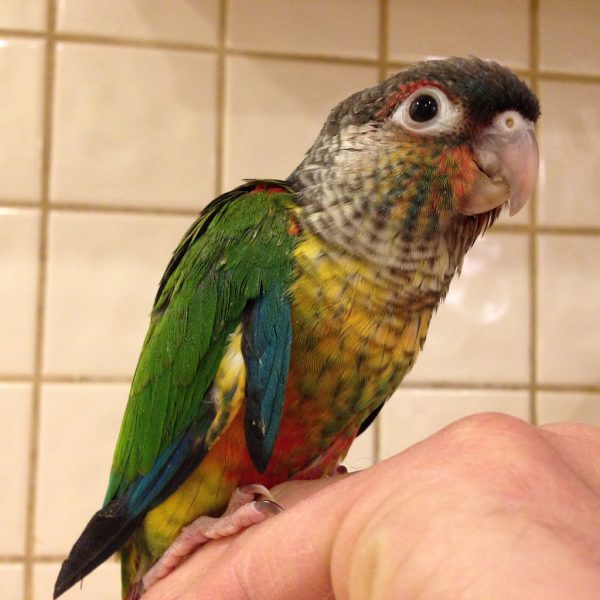 Green Cheek Conure Parrots For Sale Online - Live Parrots Green Cheek Conure Parrots For Sale Online - Live Parrots
