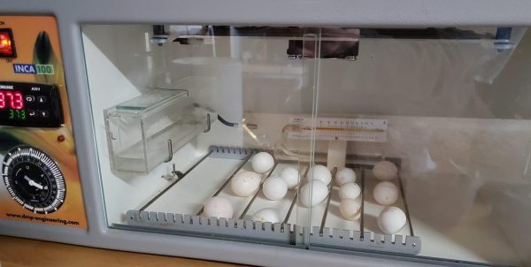 Hatch a Parrot Trial Pack - Buy Parrot Eggs & Incubator Kit