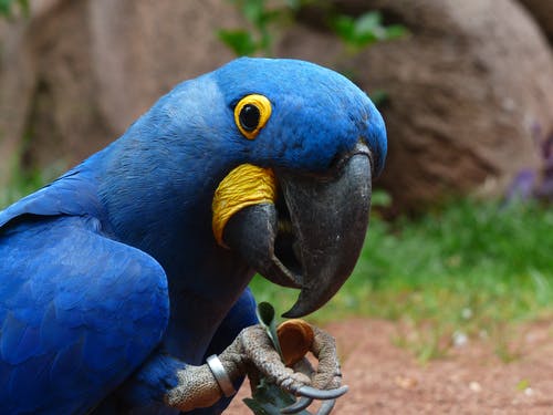 Hyacinth Macaw Parrots For Sale Online - Live Parrots