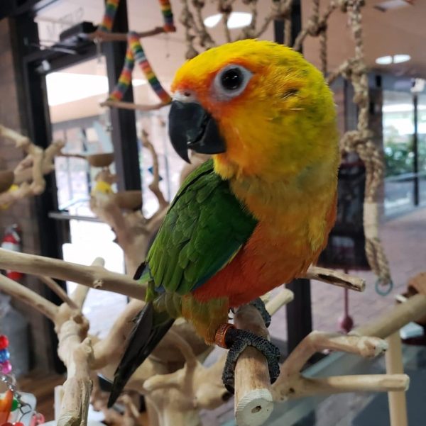 Jenday Conure Parrots For Sale Online - Live Parrots Jenday Conure Parrots For Sale Online - Live Parrots