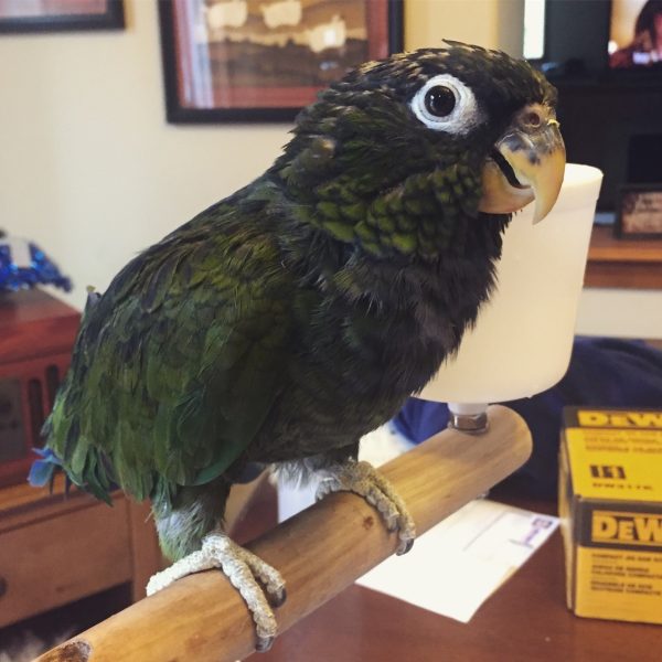 Maximilian’s Pionus Parrots For Sale Online - Live Parrots Maximilian’s Pionus Parrots For Sale Online - Live Parrots