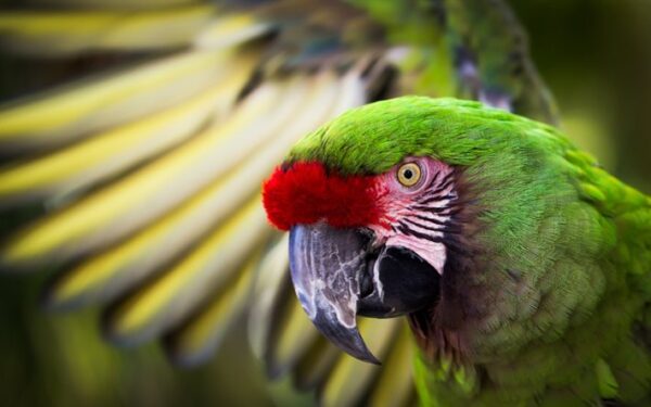 Military Macaw Parrots For Sale Online - Live Parrots Military Macaw Parrots For Sale Online - Live Parrots