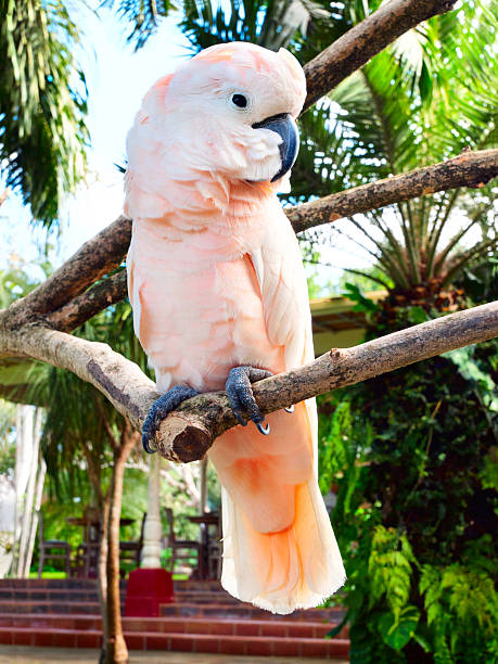 Moluccan Cockatoo Parrots For Sale Online - Live Parrots Moluccan Cockatoo Parrots For Sale Online - Live Parrots