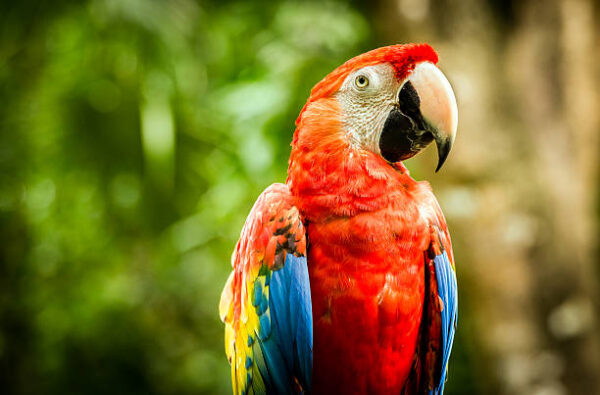 Scarlet Macaw Parrots For Sale Online - Live Parrots