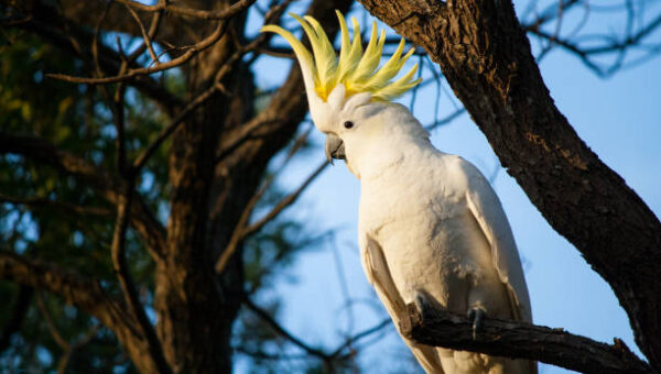 Sulphur Crested Cockatoo Parrots For Sale Online - Live Parrots