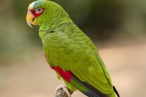 White Fronted Amazon Parrots For Sale Online - Live Parrots